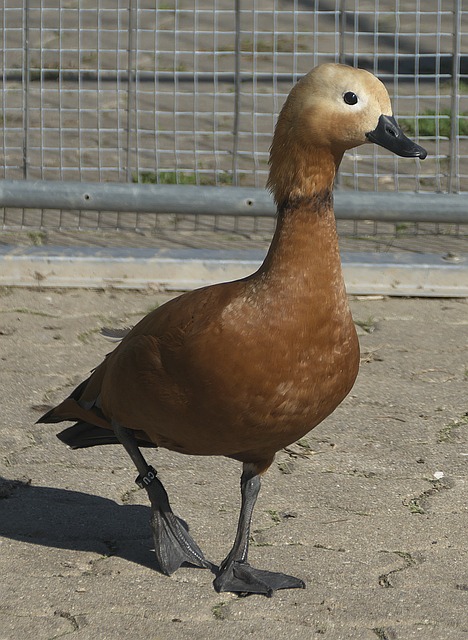 术策略